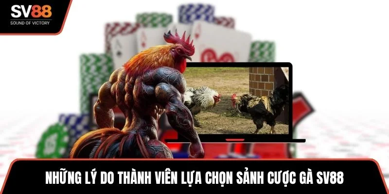 Những lý do thành viên lựa chọn sảnh cược gà SV88